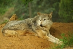 Grey Wolf - Missoula looking up (Colchester Zoo)