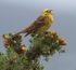 Yellowhammer