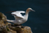 Gannet