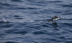 Macaronesian Shearwater, Pico Island, Azores