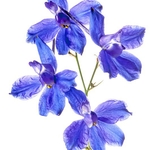 Forking Larkspur (Consolida regalis)