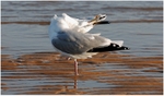 Preening