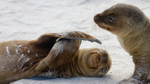 Galapagos Sealion 4