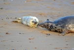 Atlantic Grey Seals