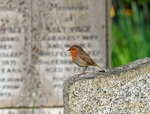 Robin