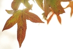 autum dream 2