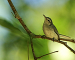 Tropical Gnatcatcher portfolio