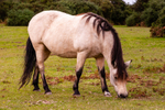 Horse-IMG_0062