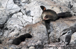 NZ018: Fur seals: mother & pup