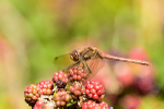 Male Common darter