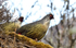 Blood Pheasant