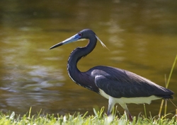 Tricolored Heron _0005