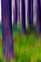 Tree - 0590 motion blur