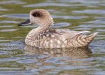 Marbled Teal 1