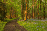 Bluebell Woods Golden Hour, Dorset