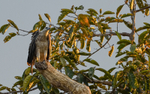 White bellied fish eagle