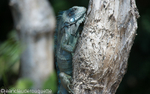 Green iguana