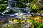z3418 Wild Garlic, Bonchurch Stream