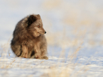 Dark Arctic Fox crouching, Svalbard, Norway