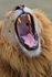 Close-up of yawning Lion in the Masai Mara