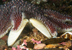 Pink shrimp Pandalus montagui shelters in discarded shell