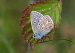 Common Blue