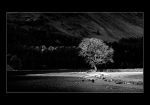 Buttermere Tree