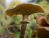 Fungi, Cholmondeley Castle, Cheshire