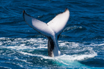 Fluke 2 0A3A6765