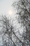 3rd April Birch