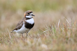 Two-banded Plover upright stance, Carcass Island, Falklands