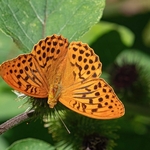 Silver-Washed Fritillary (Argynnis paphia) ♀