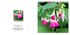 014 Fuchsia Wharfedale