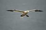 Gannet