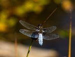 Broad-bodied Chaser
