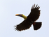 Yellow-throated Toucan in flight on the Osa Peninsula, Costa Rica