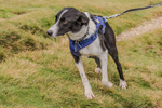 British Fell Relay-2233