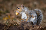 Grey Squirrel