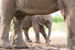Elephant Baby 30