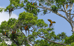 Blue-And-Yellow Macaw