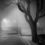 Tree Shape, Otley (square format)