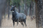 Male Nilgai
