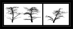 TREES WEEK #14