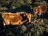 Cattle (03)