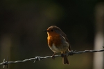 Bird on a Wire