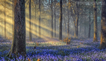 Bluebell Shadows