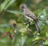 Willow Flycatcher with bug