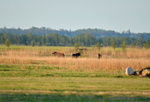 Elk (Moose)