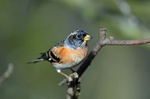 Brambling