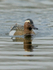 Garganey (drake) swimming head-on, Stratfield Brake, Oxfordshire